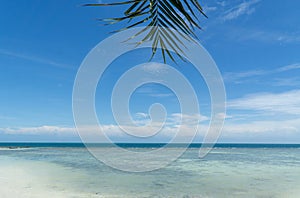 Coconut tree on white sand beach in Koh Phangan tropical paradise island, the most beautiful beach in the world