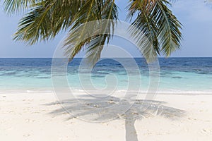 Coconut tree on a white sandy beach and crystal clear water in the Maldives photo