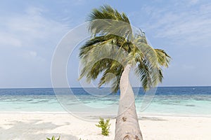 A coconut tree on a white sandy beach in the Maldives on a sunny windy day