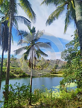 Coconut tree in Wogabiloi lake photo