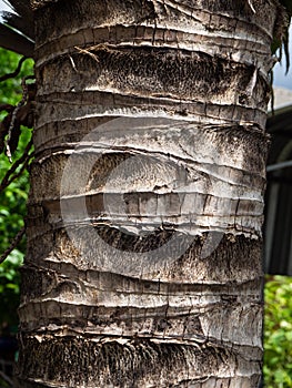 A coconut tree wooden texture.