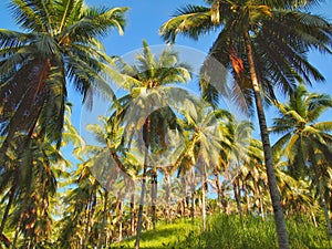 Coconut trees