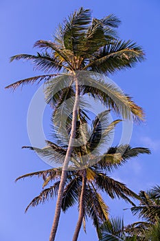 coconut trees