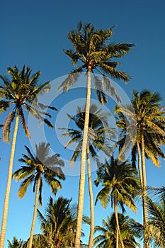 Coconut trees