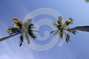 Coconut trees