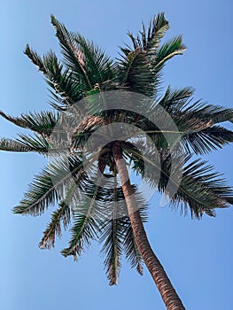 Coconut trees