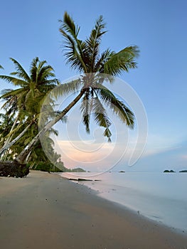 Coconut trees.