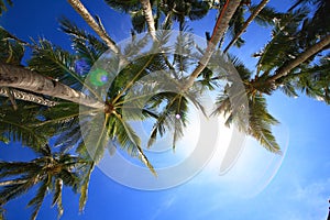 Coconut trees photo