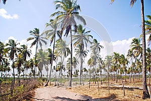 Coconut trees