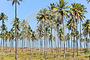 Coconut trees