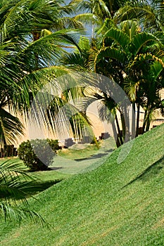 Coconut trees