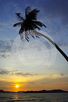 Coconut trees