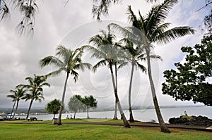 Coconut trees