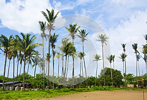 Coconut Trees