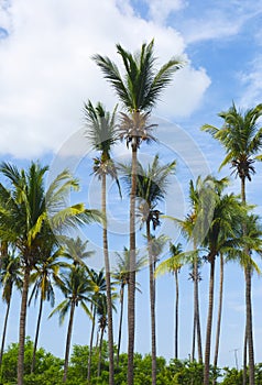 Coconut Trees