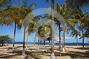 Coconut trees