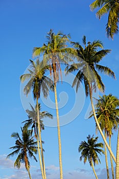 Coconut trees against blue sky background at the coast.