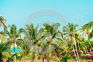 Coconut trees against a clear blue sky. Tropics