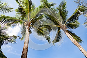 Coconut trees along the coast