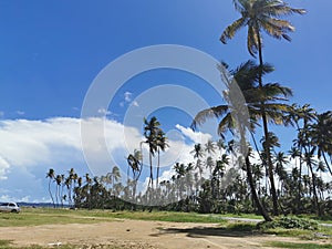 Coconut Trees Along The Manzanilla Beach, Trinidad and Tobago photo