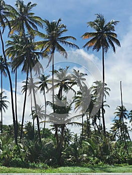 Coconut Trees Along The Manzanilla Beach, Trinidad and Tobago photo