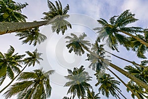 Coconut trees Andaman
