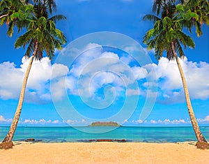 Coconut trees background