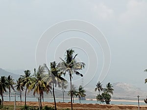 The Coconut Trees On The Bank Of The River