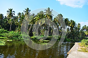 Coconut trees on the banks of a river