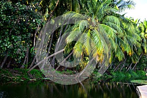 Coconut trees on the banks of a river