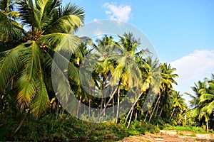 Coconut trees on the banks of a river