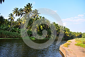 Coconut trees on the banks of a river