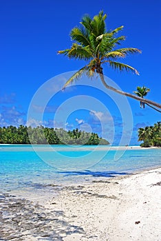 Noce di cocco alberi sul Spiaggia sul uno gamba isola Cucinare isole 