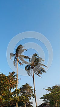 Coconut trees on the beach blown by the wind