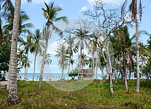 Coconut trees with the beach in Phan Rang, Vietnam