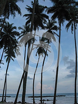 Coconut trees on the beach of Port Blair
