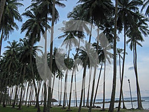 Coconut trees on the beach of Port Blair