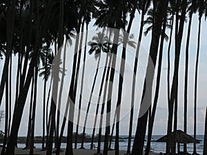 Coconut trees on the beach of Port Blair