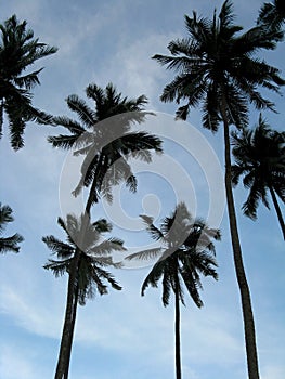 Coconut trees on the beach of Port Blair