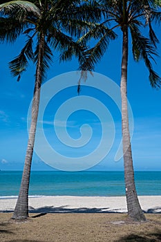 Coconut trees on beach with sky