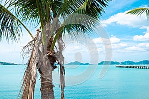 Coconut trees and beautiful blue sky at the beach in Thailand