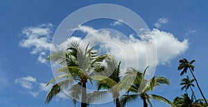 Coconut trees and blue sky background