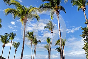 Coconut trees with blue sky in the background. Beautiful landscape. Secluded beach with palm trees. Stunning African