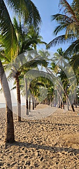 Coconut trees blue sky and sand at Bangsaen beach Thailand