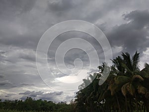 Coconut trees with clouds at forest