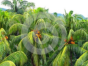 Coconut trees and coconuts hanging