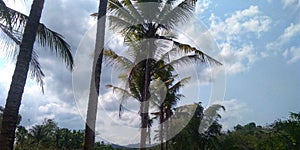 coconut trees and the coolness of the universe Indonesia