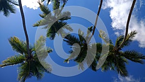 Coconut Trees Playa Corcega Stella , Puerto Rico photo