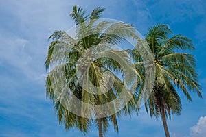 Coconut trees coupled