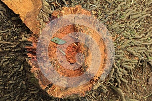 Coconut trees cut down to their roots form a unique irregular texture